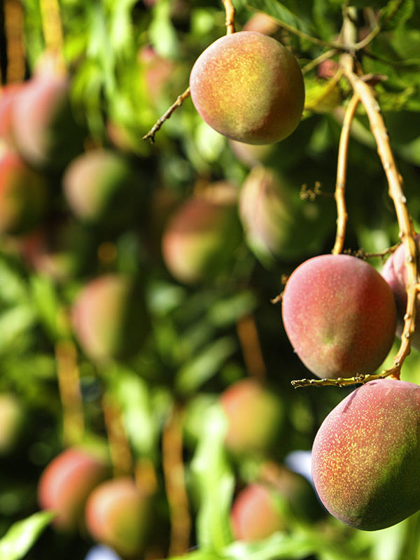 Tropical fruits – ripe mangos growing on tree